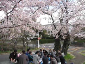 Hanami14